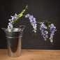 Lilac Wisteria - Eudemonia Home Goods