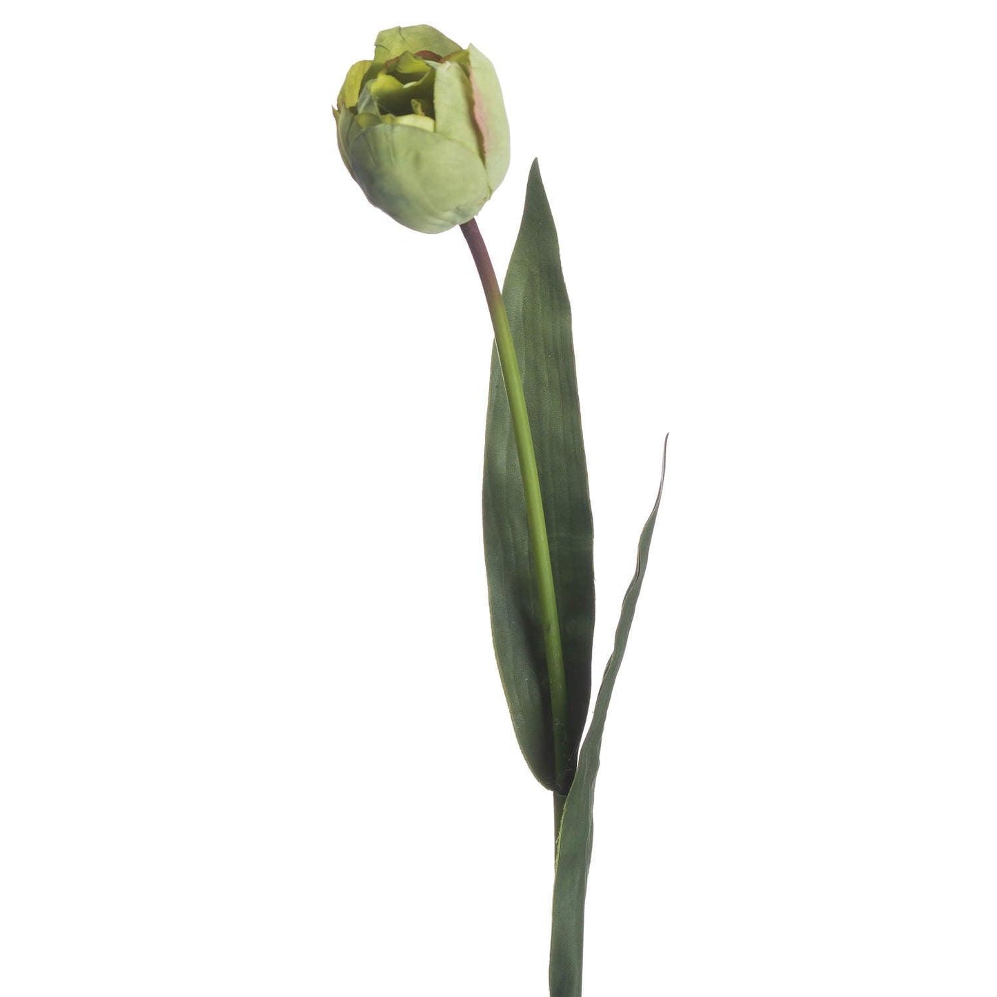 Green Tulip - Eudemonia Home Goods