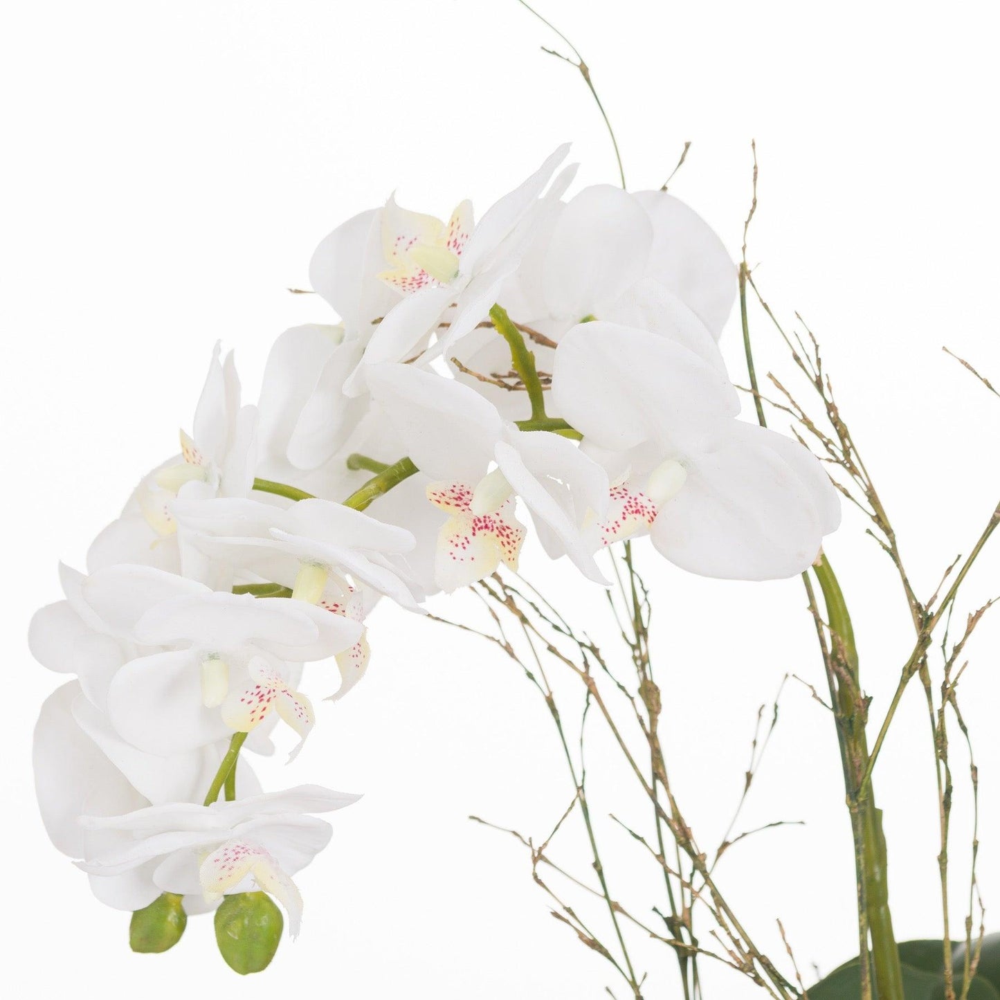 Small Glass Potted Orchid With Roots - Eudemonia Home Goods