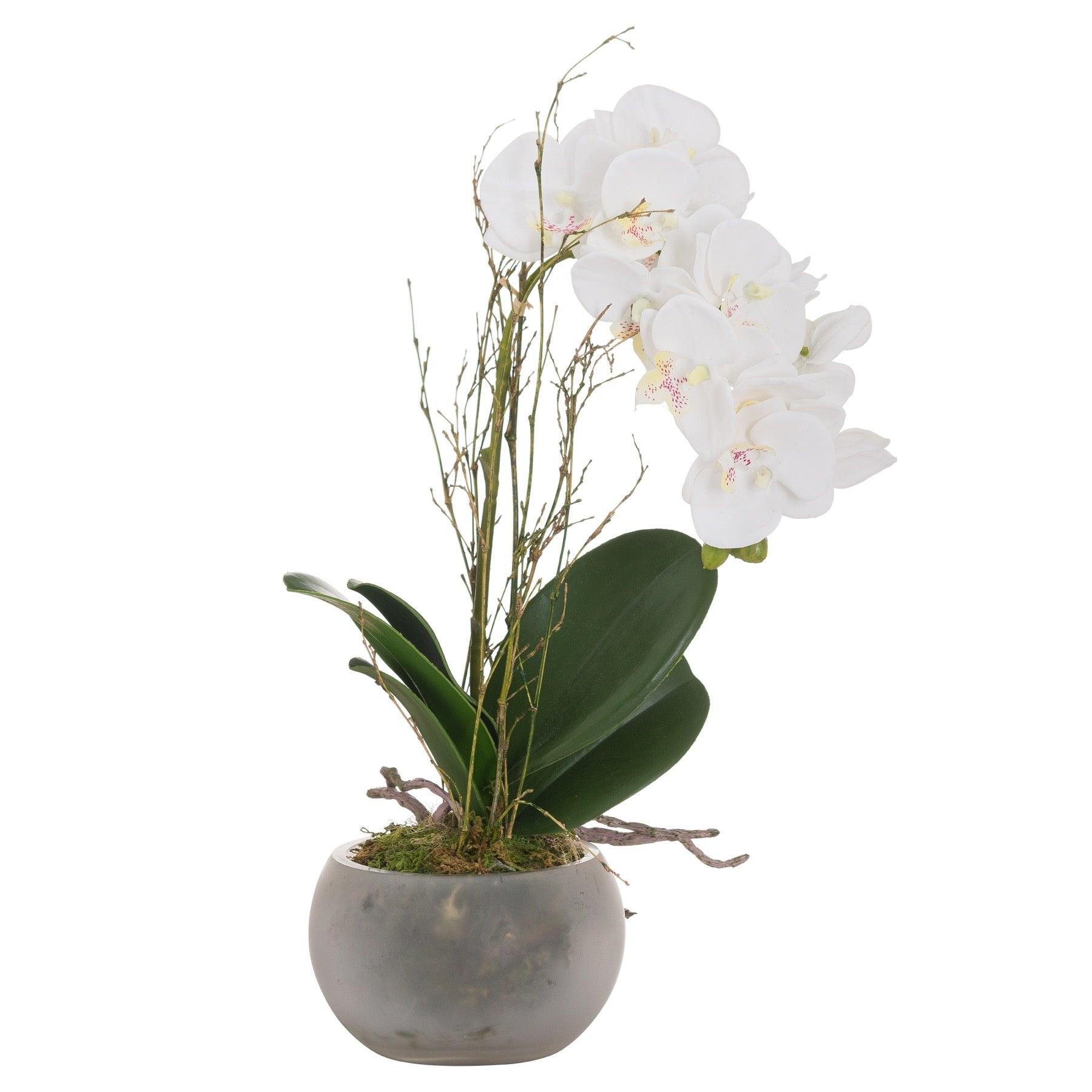 Small Glass Potted Orchid With Roots - Eudemonia Home Goods