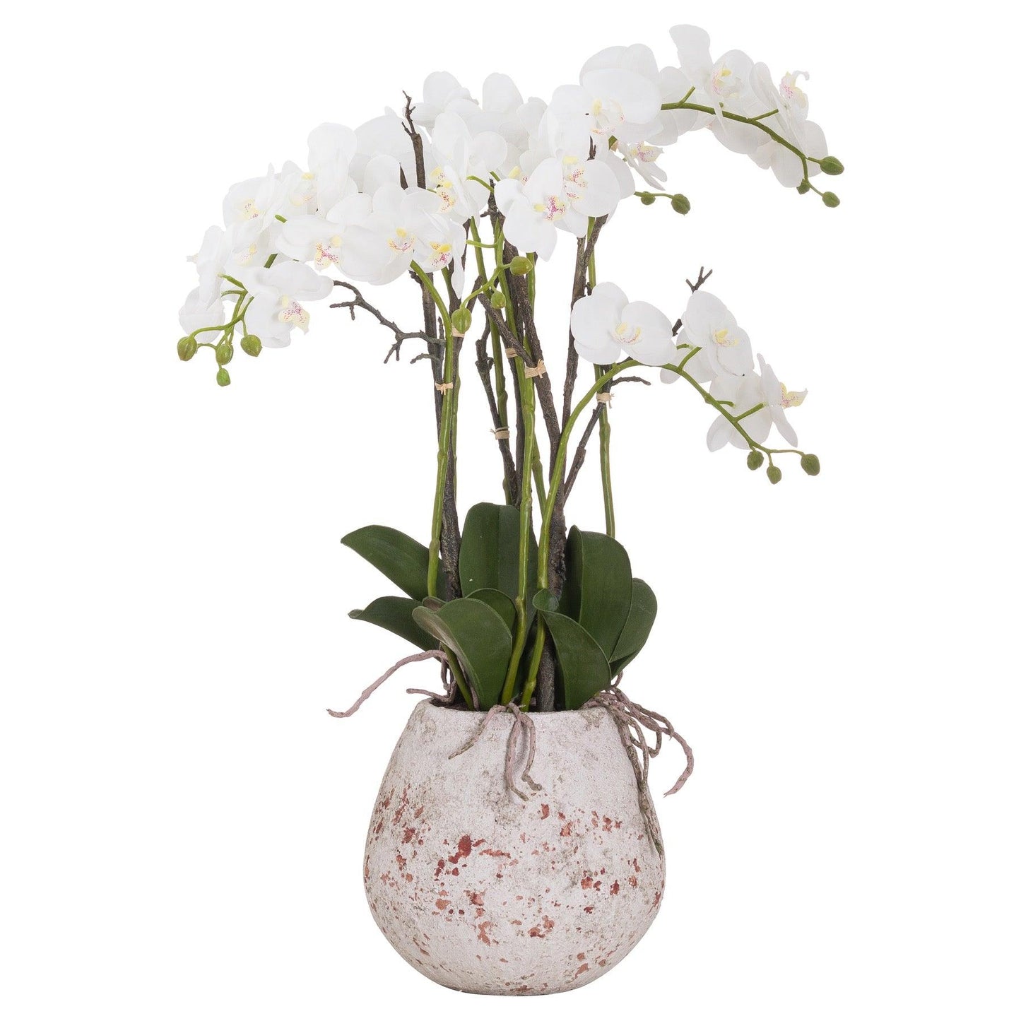 Large Stone Potted Orchid With Roots - Eudemonia Home Goods