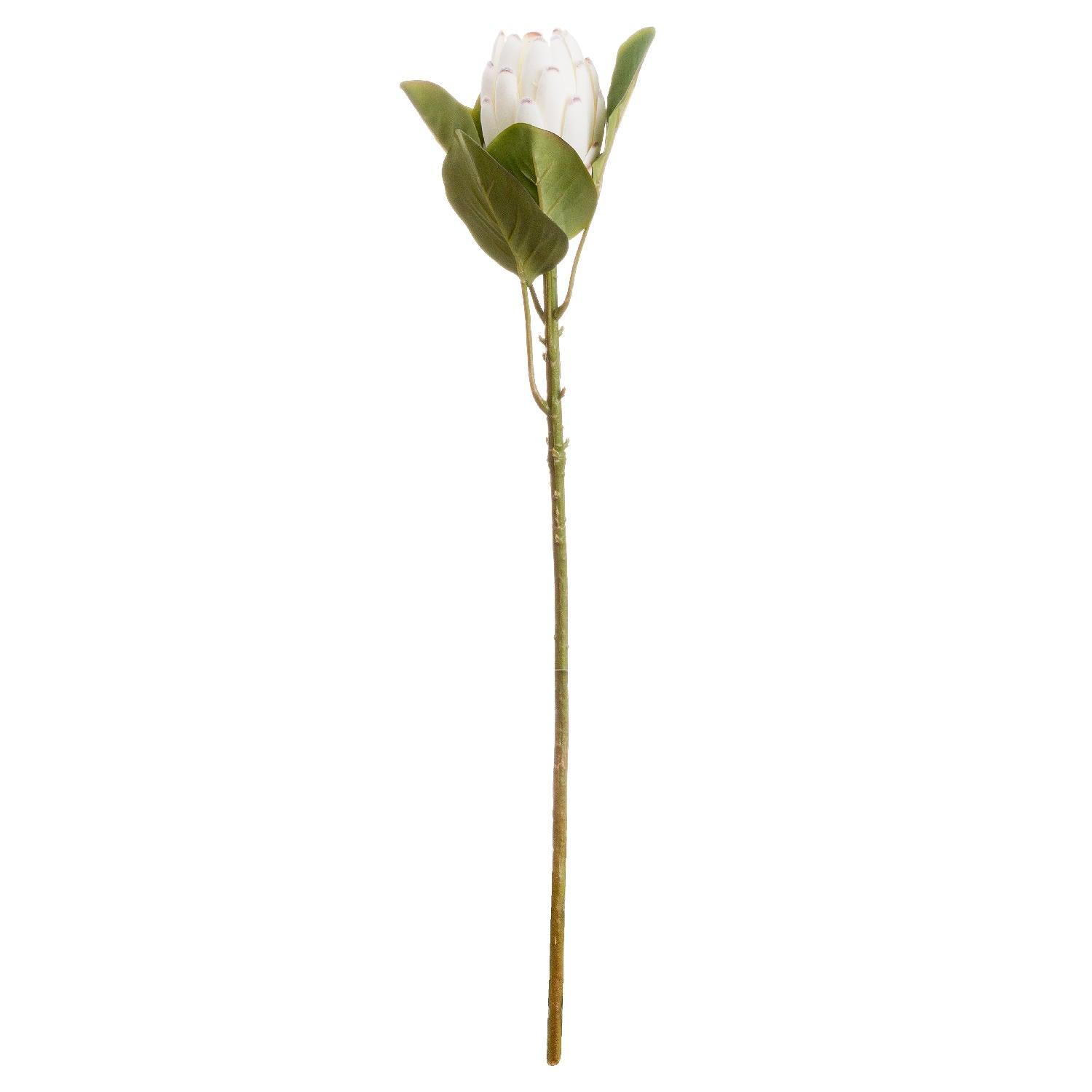 Closed White Protea - Eudemonia Home Goods