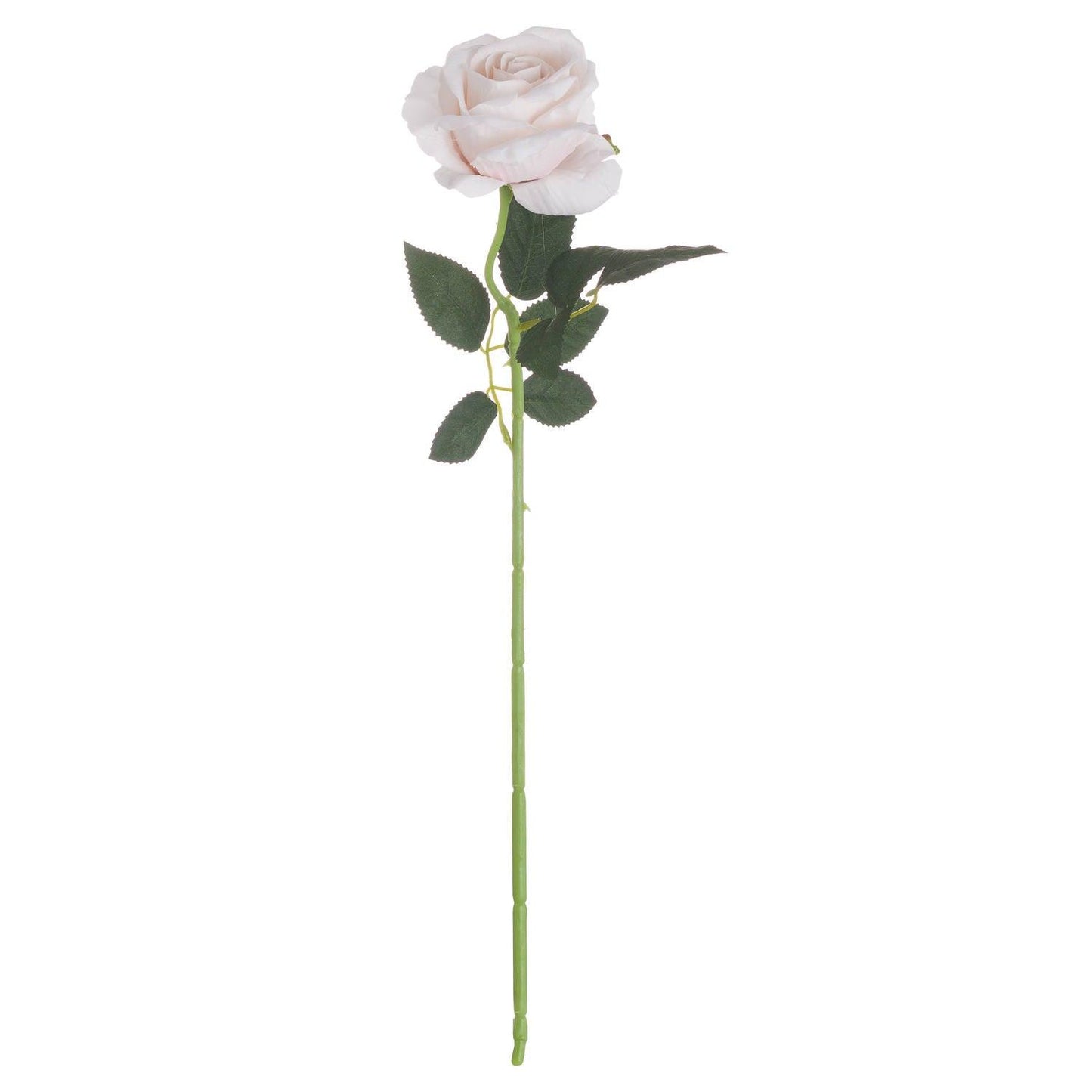 Pink Cream Tea Rose - Eudemonia Home Goods