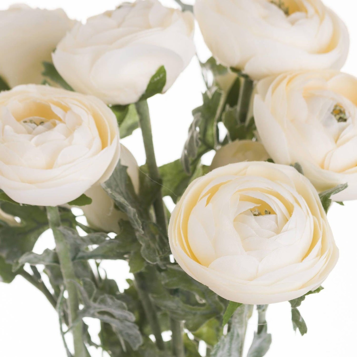 Soft Cream Ranunculus - Eudemonia Home Goods