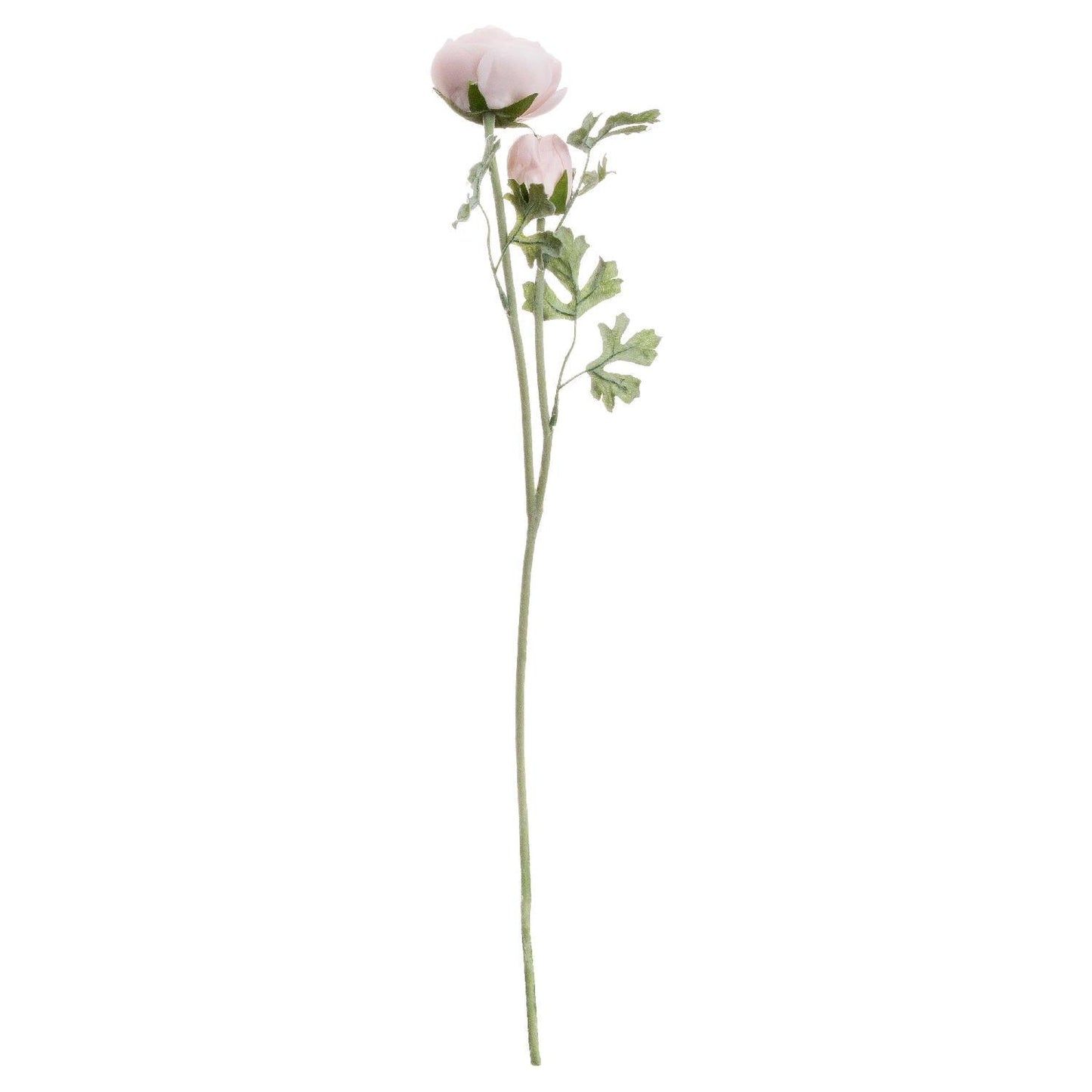 Pastel Pink Ranunculus - Eudemonia Home Goods