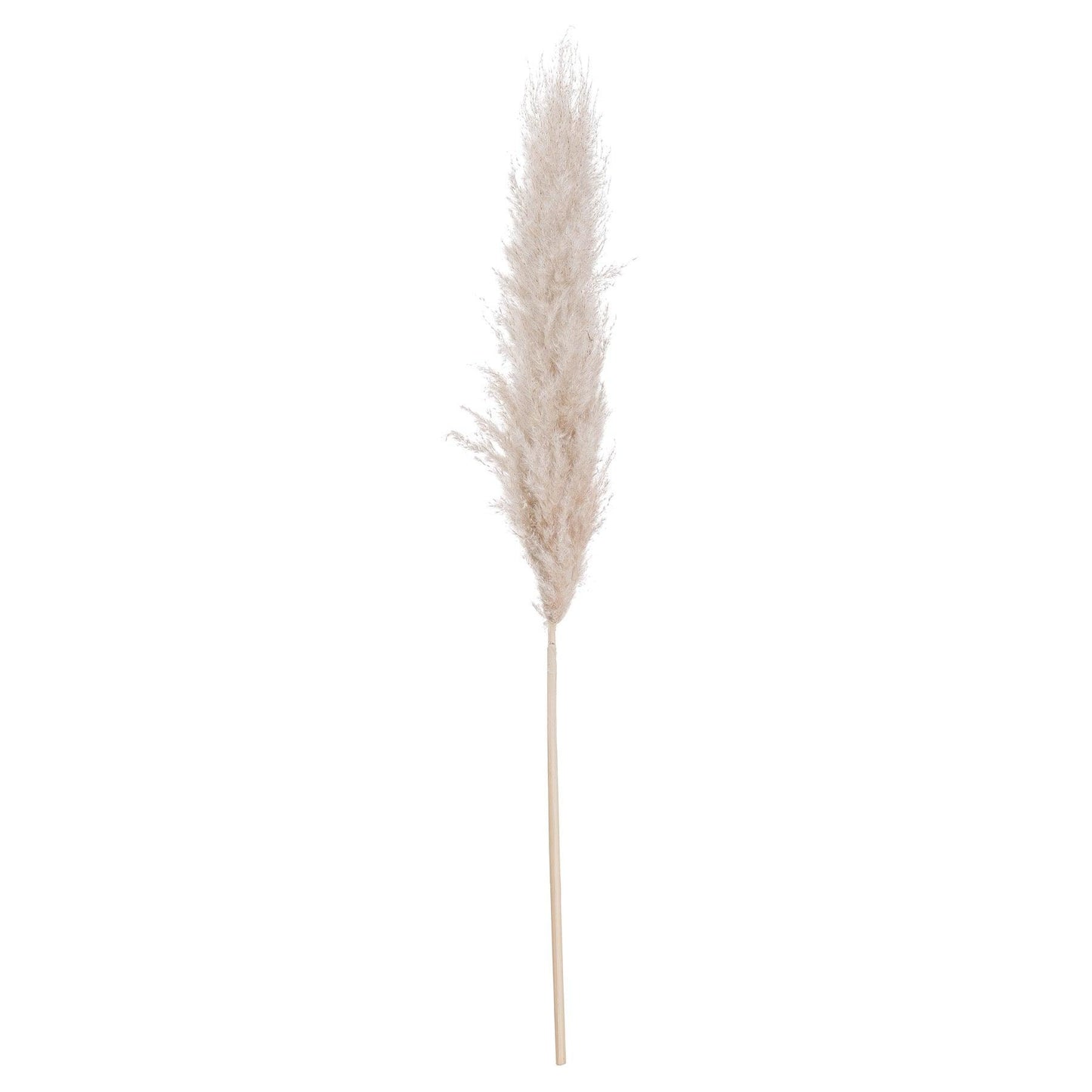 Cream Pampas grass - Eudemonia Home Goods