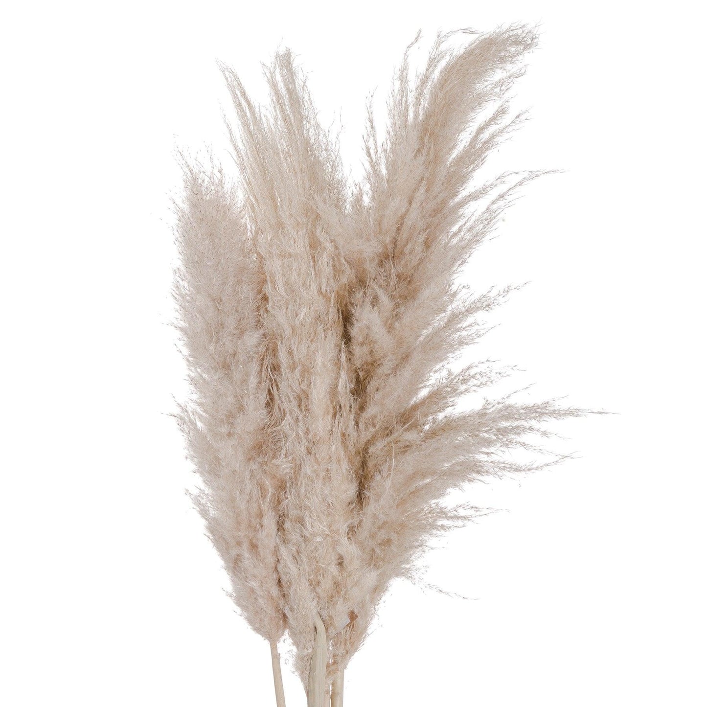 Cream Pampas grass - Eudemonia Home Goods