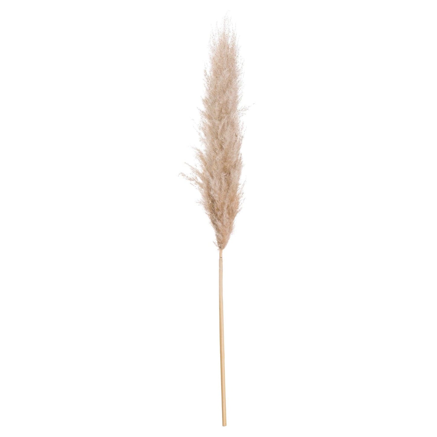 Butter Pampas Grass - Eudemonia Home Goods