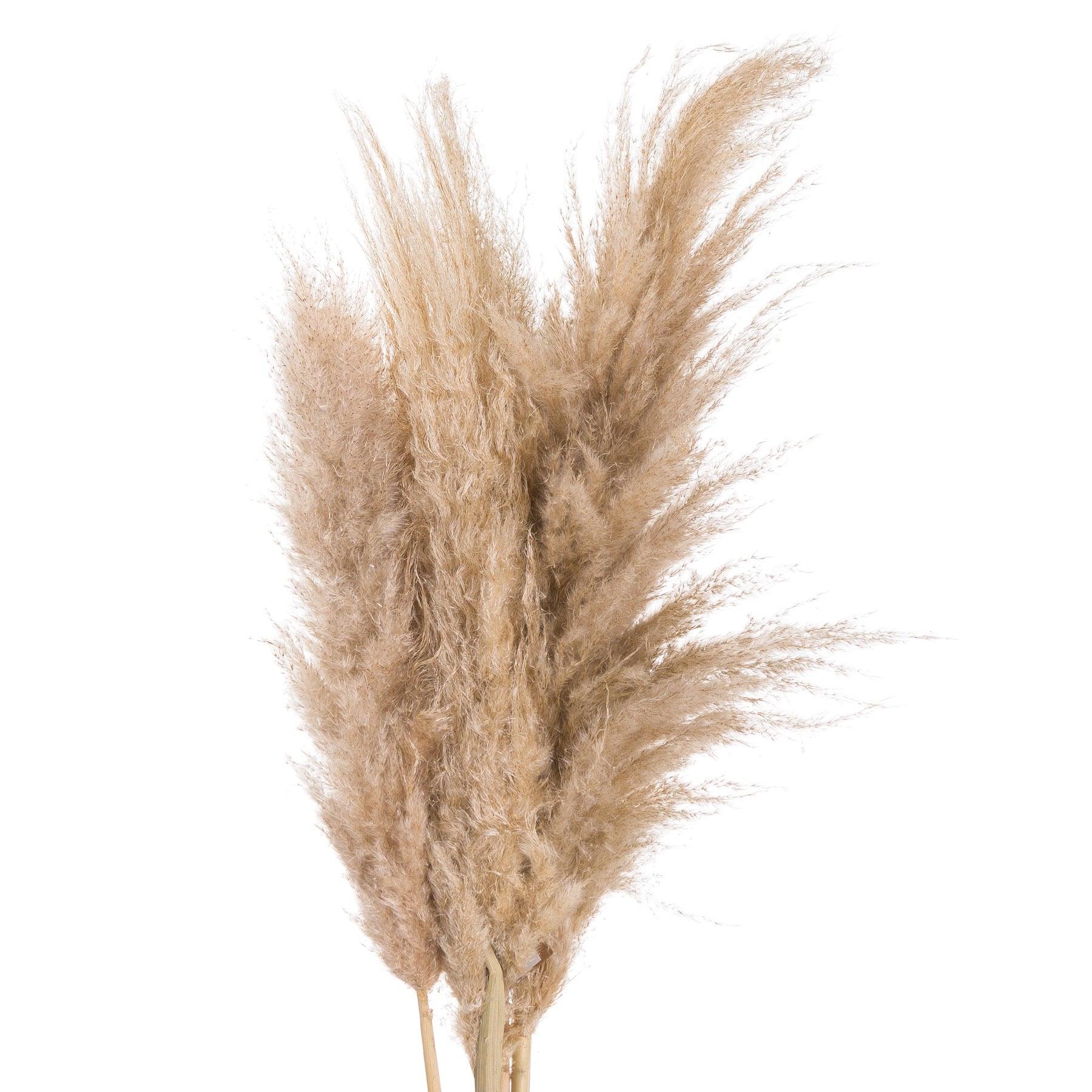 Butter Pampas Grass - Eudemonia Home Goods