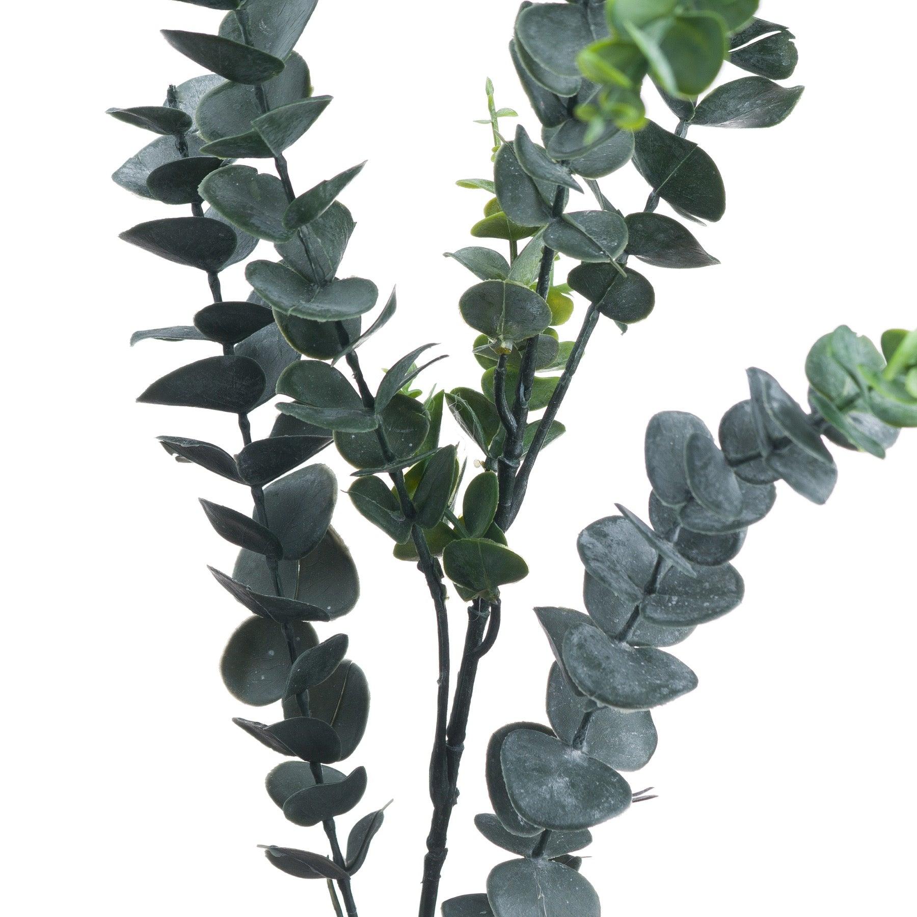 Silver Dollar Eucalyptus - Eudemonia Home Goods