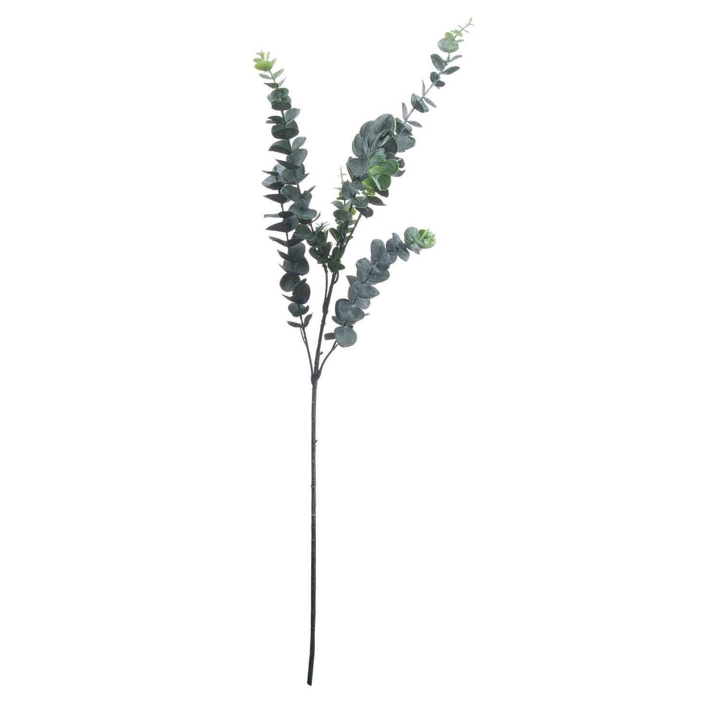 Silver Dollar Eucalyptus - Eudemonia Home Goods