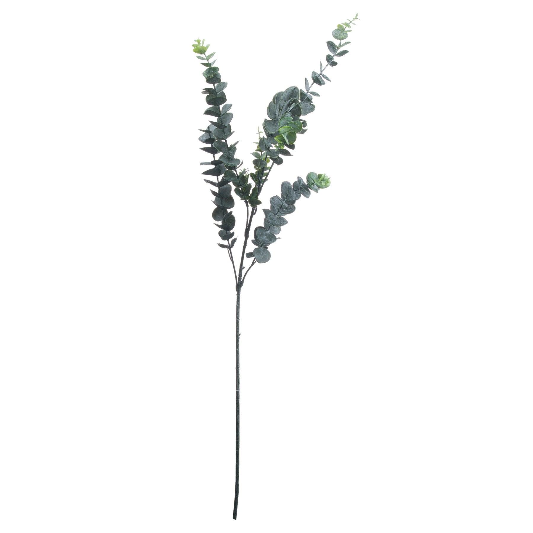Silver Dollar Eucalyptus - Eudemonia Home Goods