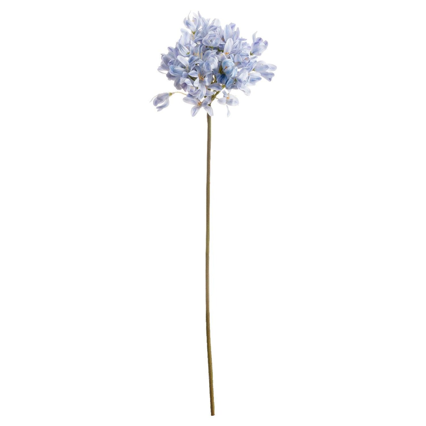 Light Blue Large Headed Agapanthus - Eudemonia Home Goods