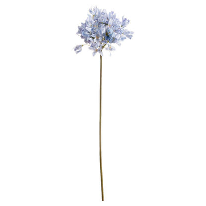 Light Blue Large Headed Agapanthus - Eudemonia Home Goods