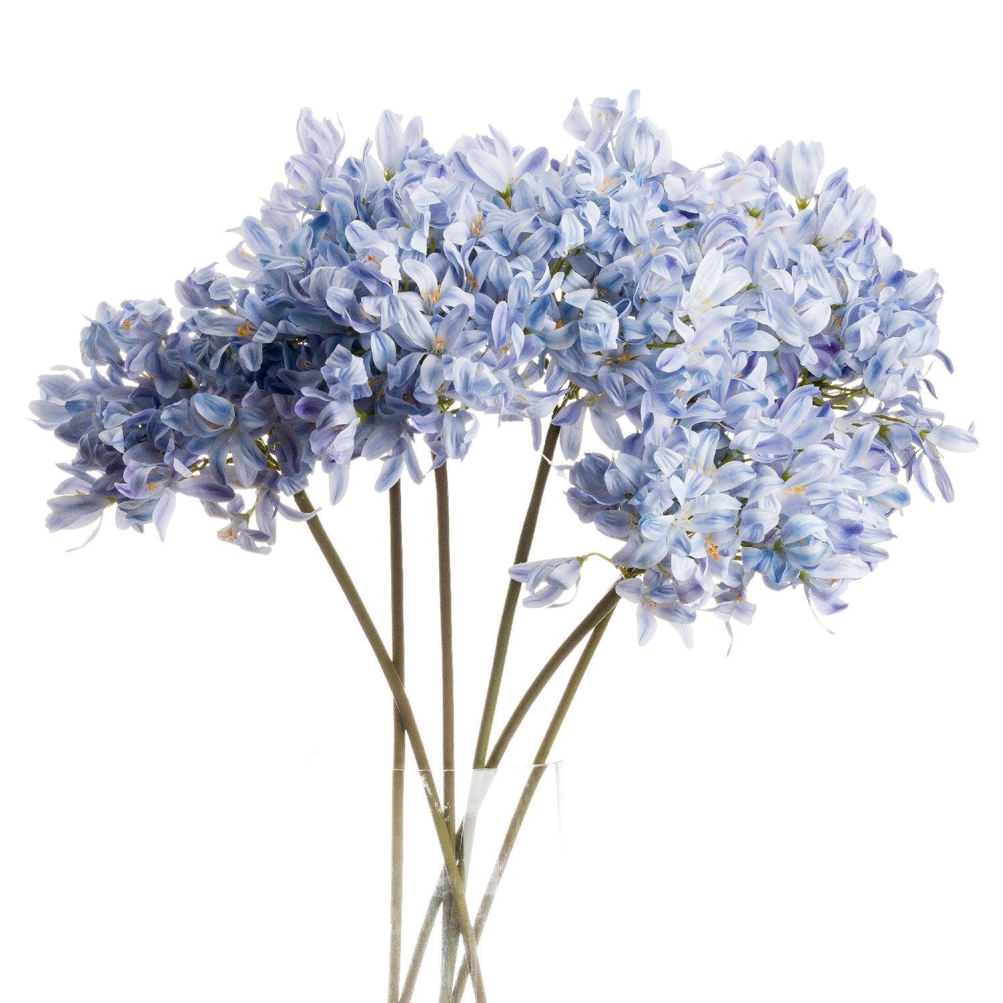 Light Blue Large Headed Agapanthus - Eudemonia Home Goods