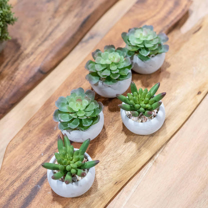 Miniature Lola Succulent In Cement Pot - Eudemonia Home Goods