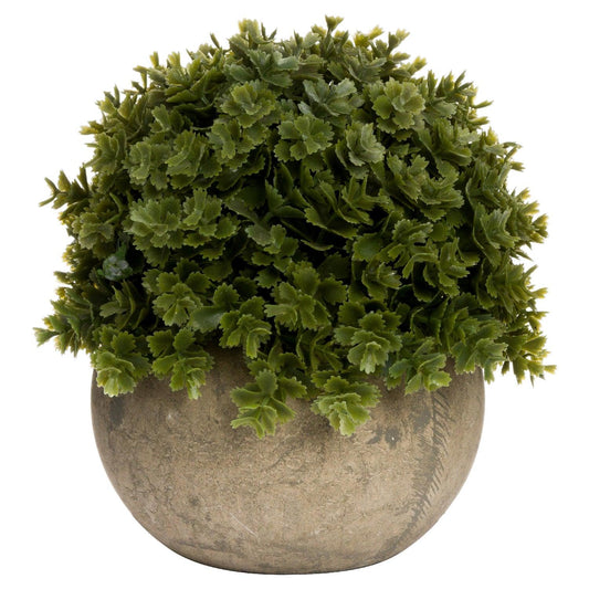 Miniature Hebe Veronica In Pot - Eudemonia Home Goods