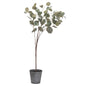 Eucalyptus Tree In Metallic Pot - Eudemonia Home Goods