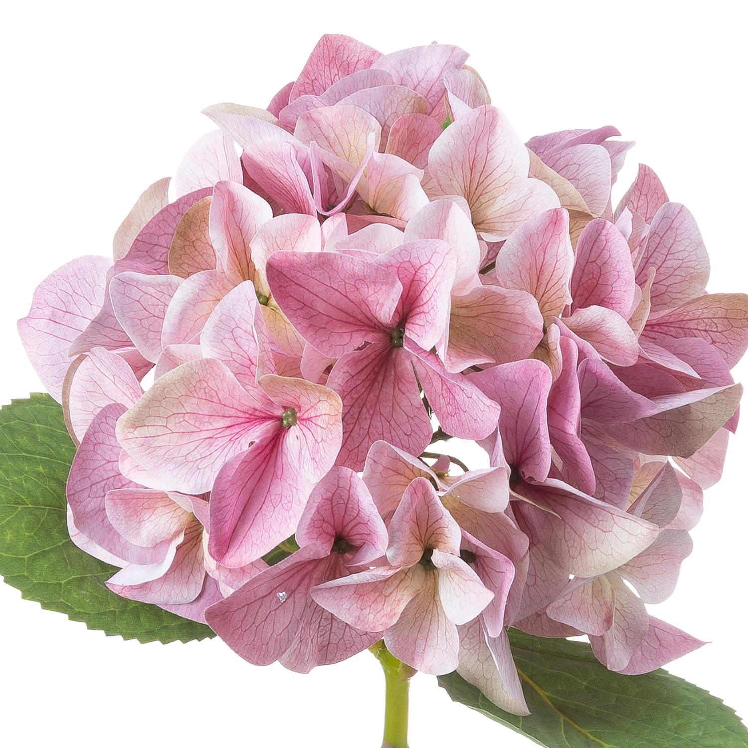Shabby Pink Single Hydrangea - Eudemonia Home Goods