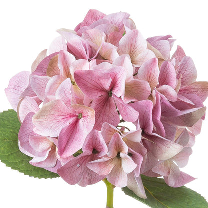 Shabby Pink Single Hydrangea - Eudemonia Home Goods