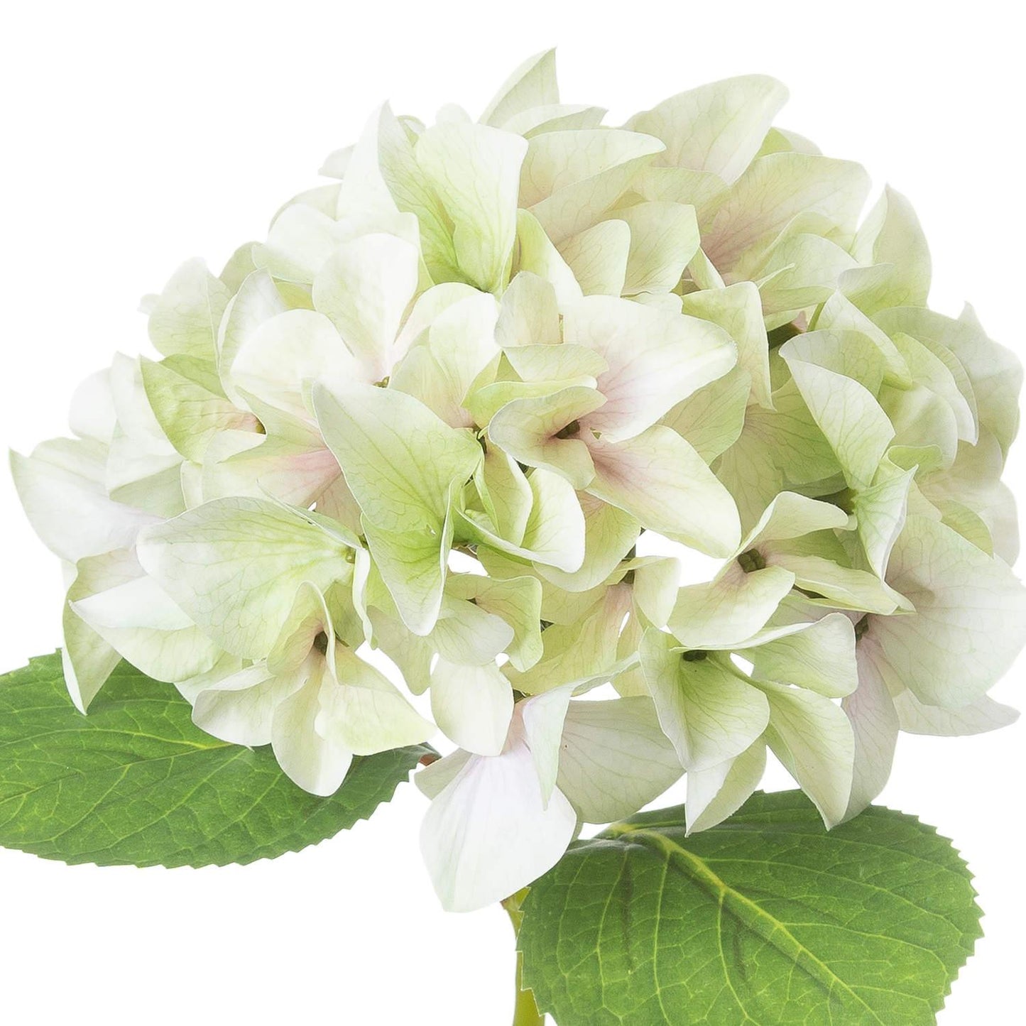 Shabby Green Single Hydrangea - Eudemonia Home Goods
