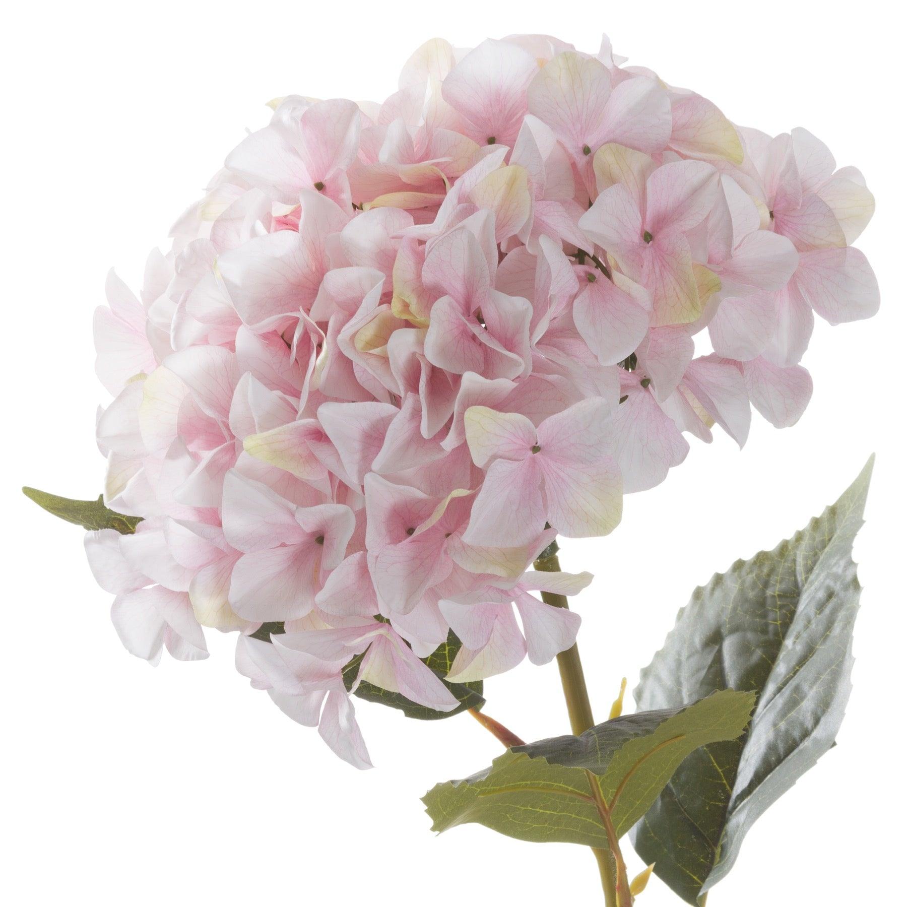 Giant Pink Hydrangea - Eudemonia Home Goods
