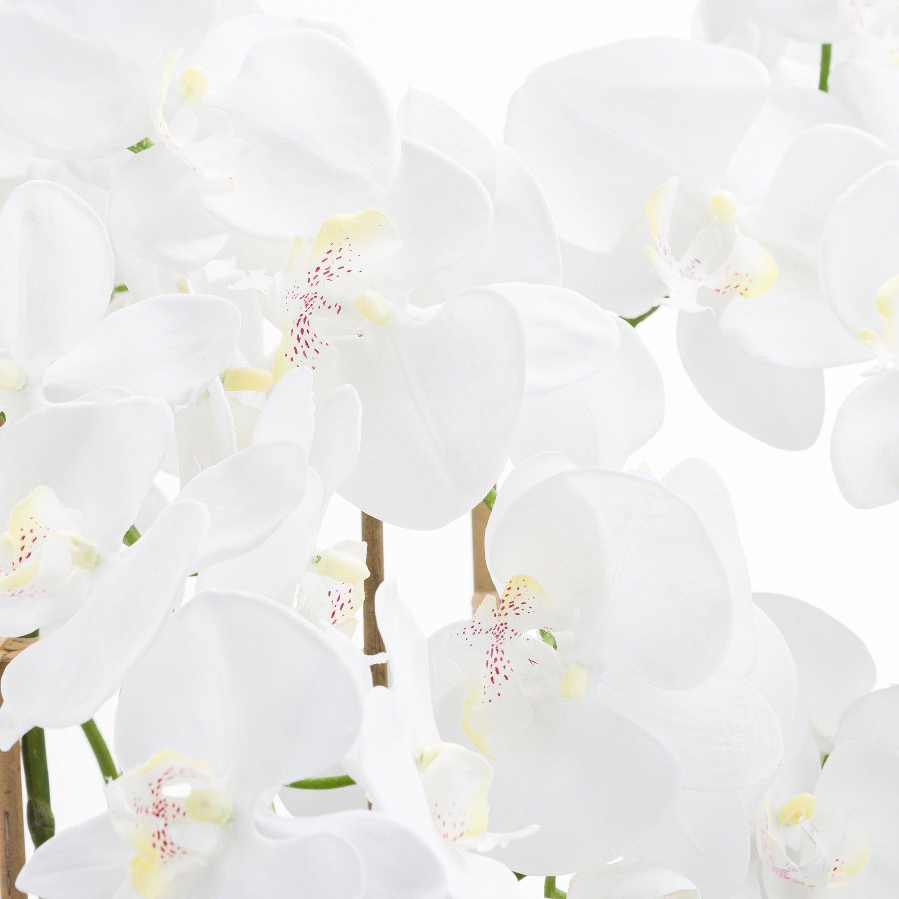 Large White Tall Orchid In Glass Pot - Eudemonia Home Goods