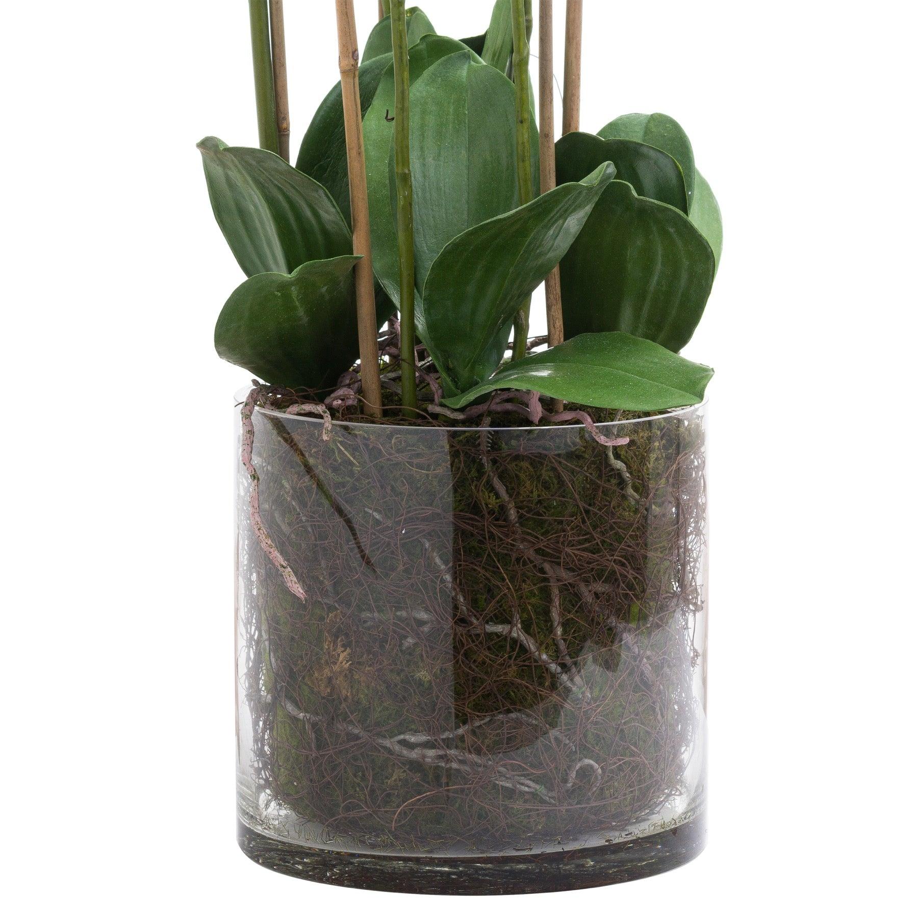 Large White Tall Orchid In Glass Pot - Eudemonia Home Goods