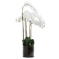 Large White Tall Orchid In Glass Pot - Eudemonia Home Goods