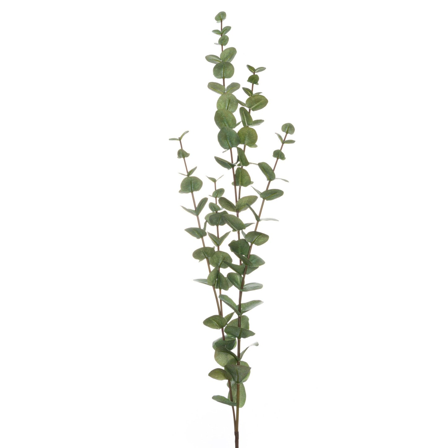 Large Cineraria Eucalyptus Spray - Eudemonia Home Goods