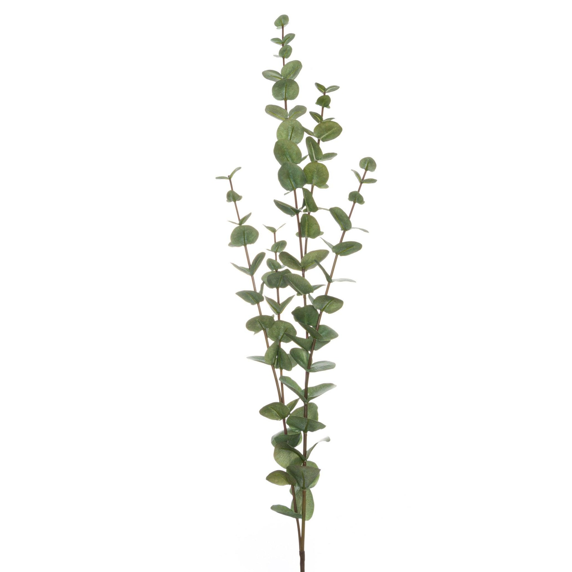 Large Cineraria Eucalyptus Spray - Eudemonia Home Goods