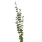 Large Cineraria Eucalyptus Spray - Eudemonia Home Goods