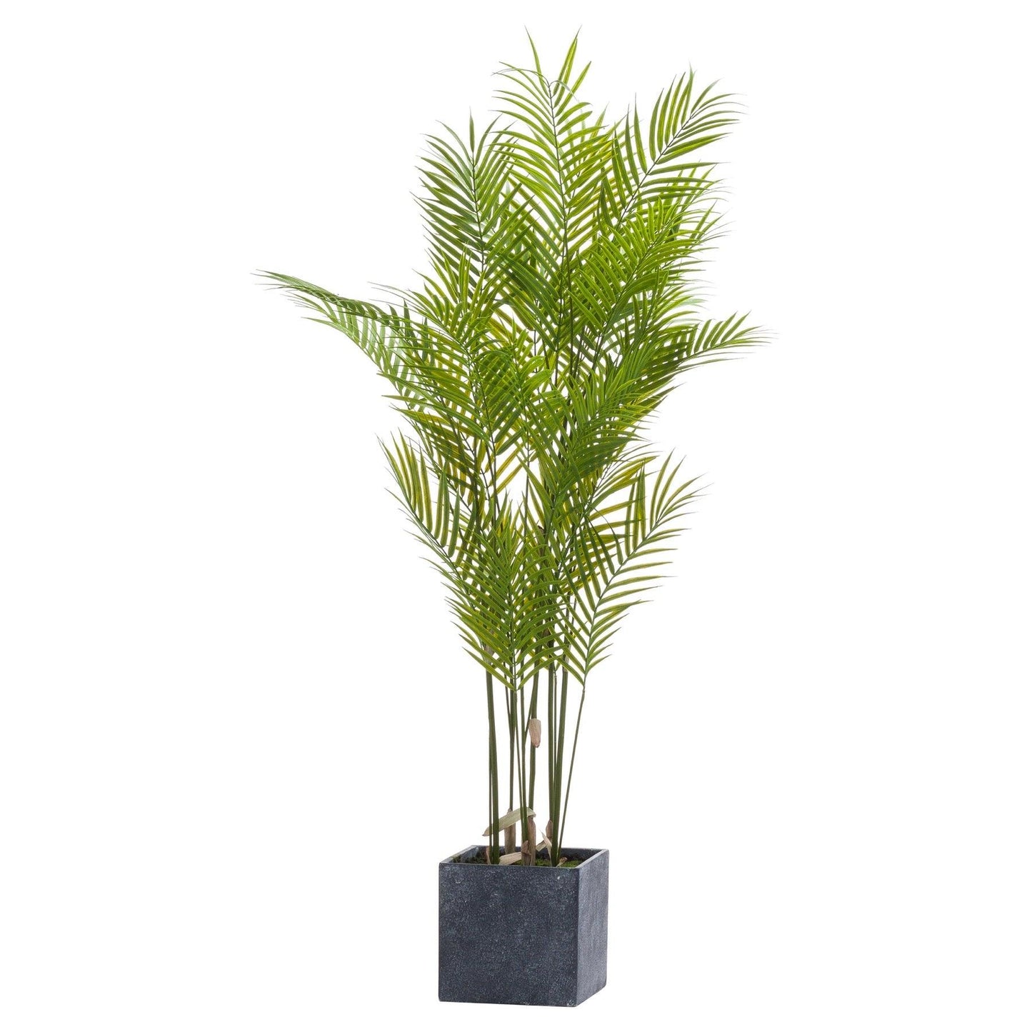 Large Paradise Potted Palm - Eudemonia Home Goods