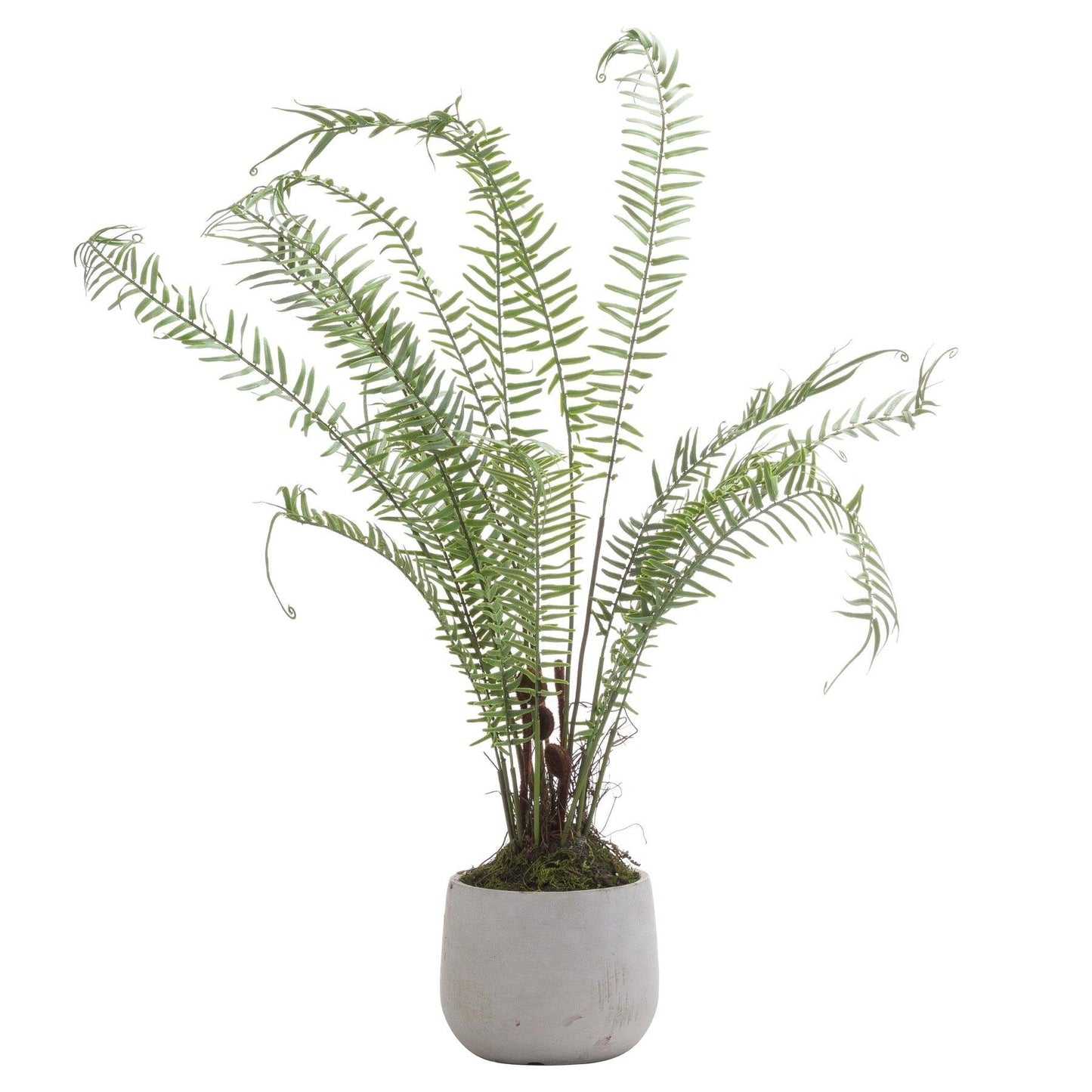 Boston Large Potted Fern - Eudemonia Home Goods