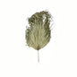 Dried Sun Big Palm - Eudemonia Home Goods