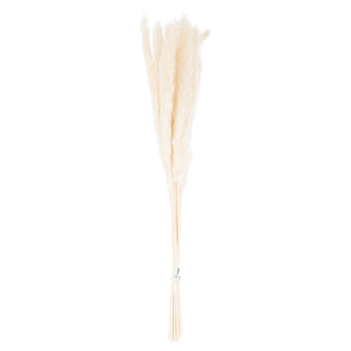 Mini White Pampas Grass Bunch Of 15 - Eudemonia Home Goods