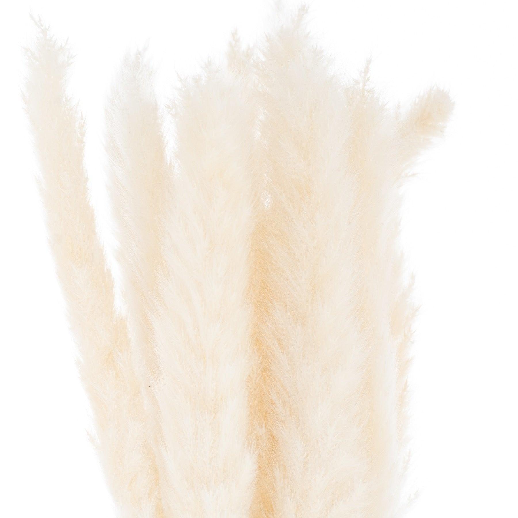 Mini White Pampas Grass Bunch Of 15 - Eudemonia Home Goods