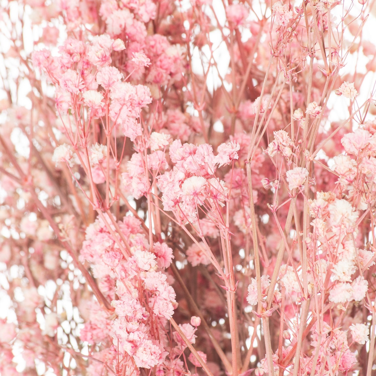 Dried Pale Pink Babys Breath Bunch