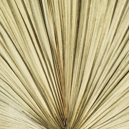 Dried Natural Fan Palm - Eudemonia Home Goods