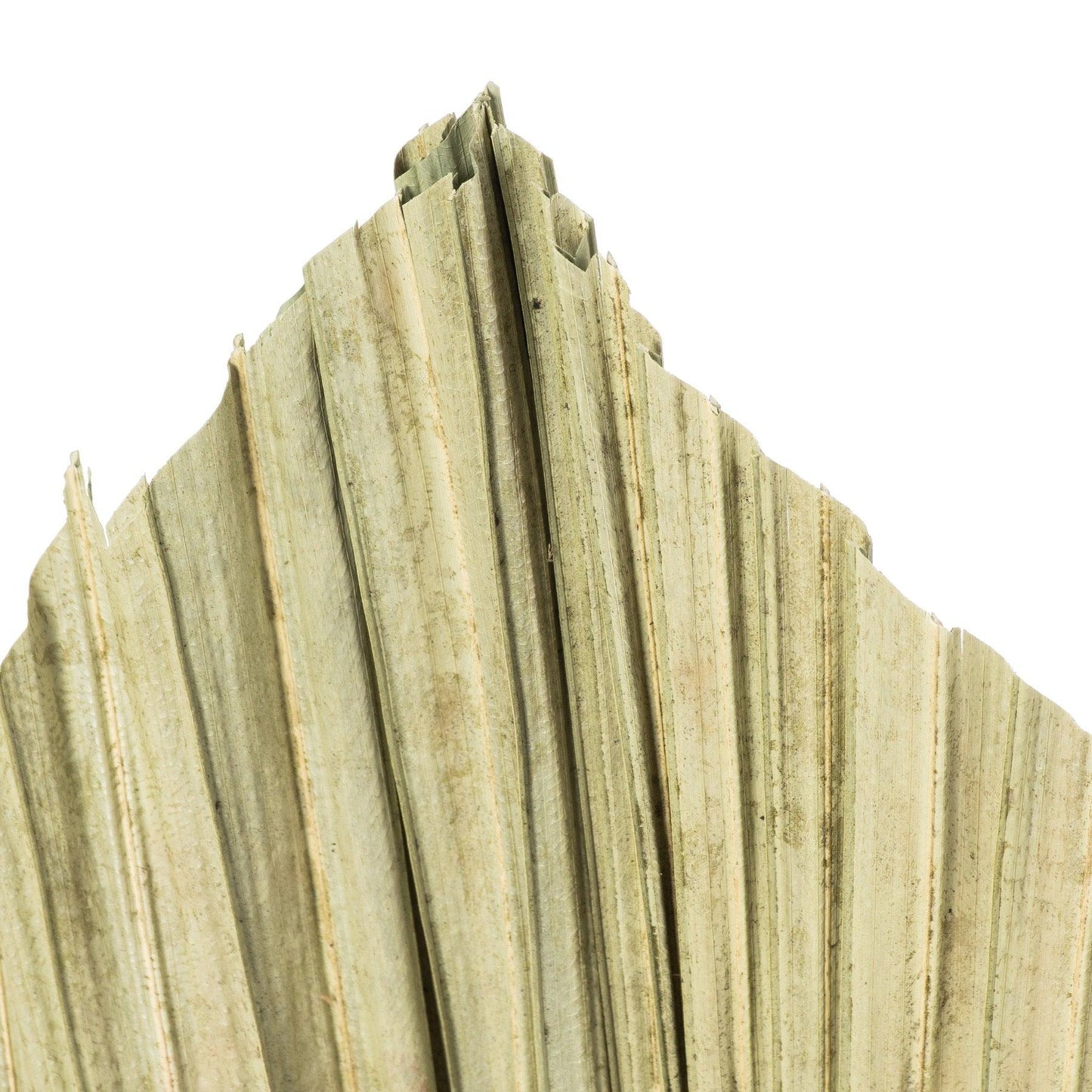 Dried Natural Fan Palm - Eudemonia Home Goods