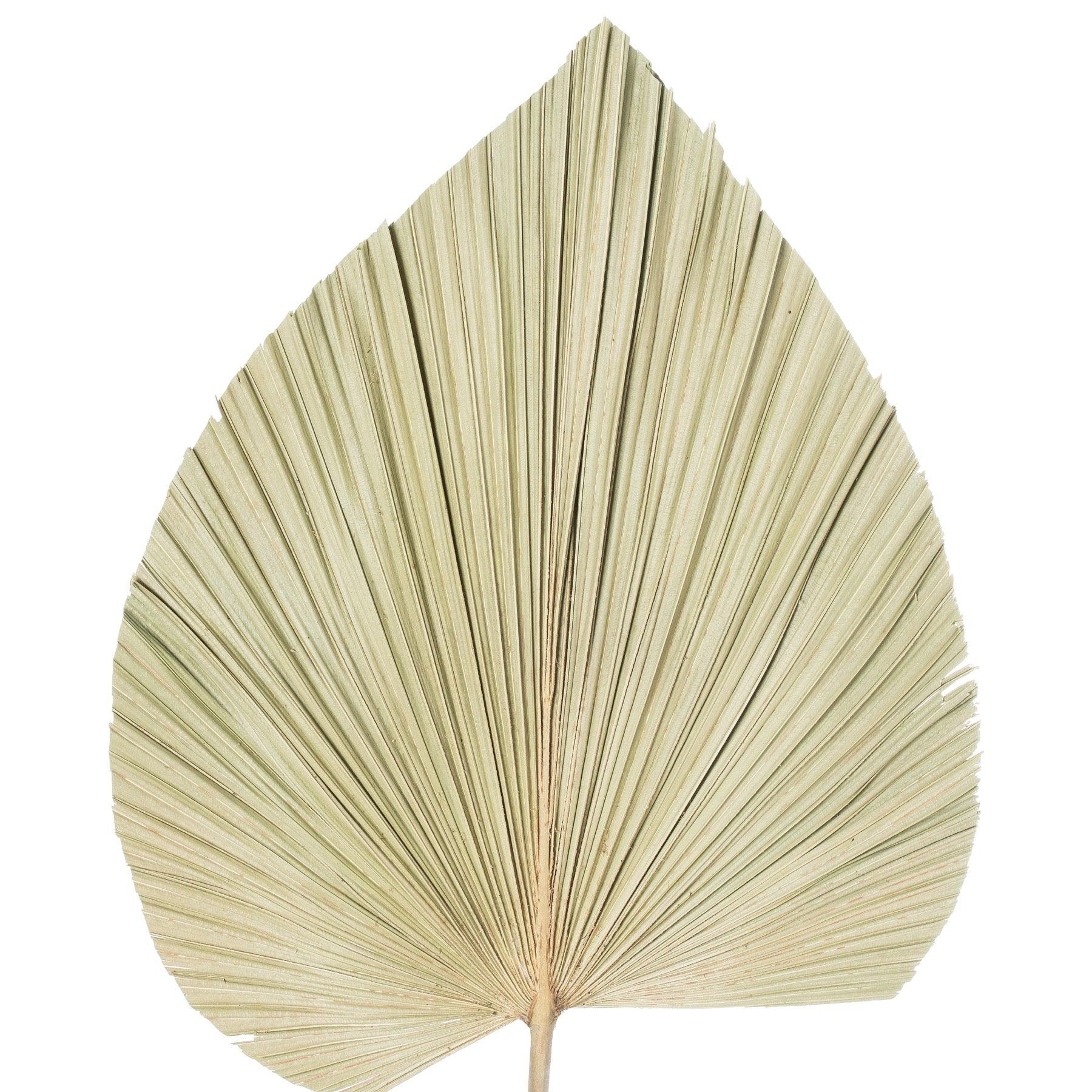 Dried Natural Fan Palm - Eudemonia Home Goods