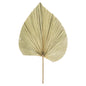 Dried Natural Fan Palm - Eudemonia Home Goods