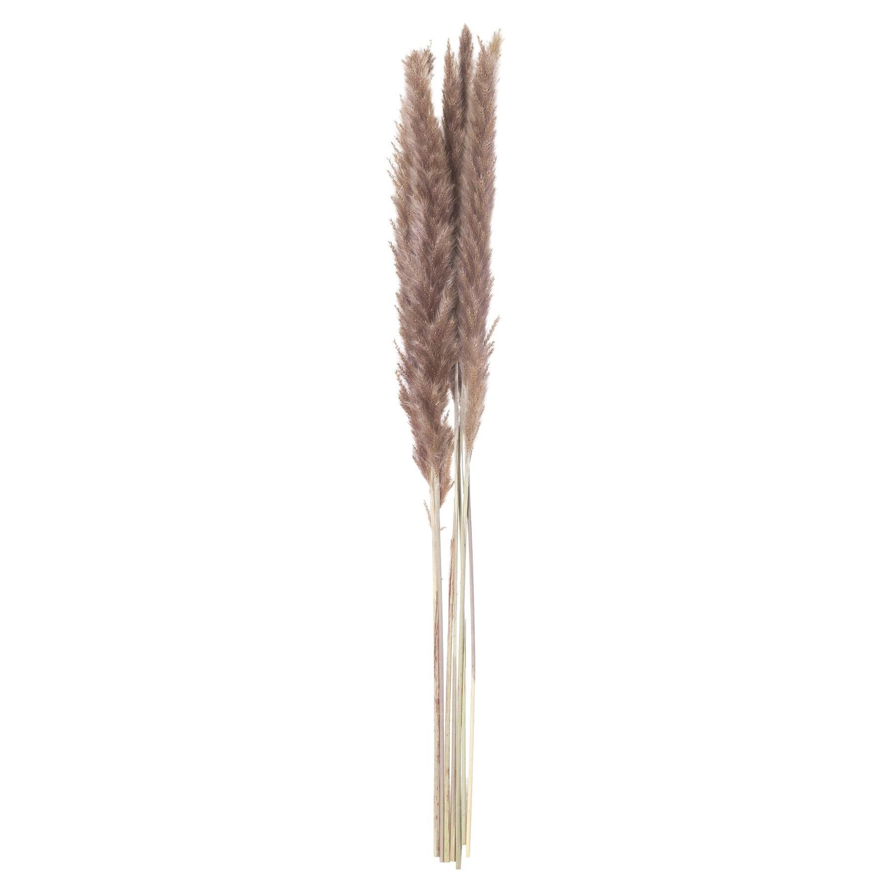 Mini Natural Pampas Grass Bunch of 15 - Eudemonia Home Goods