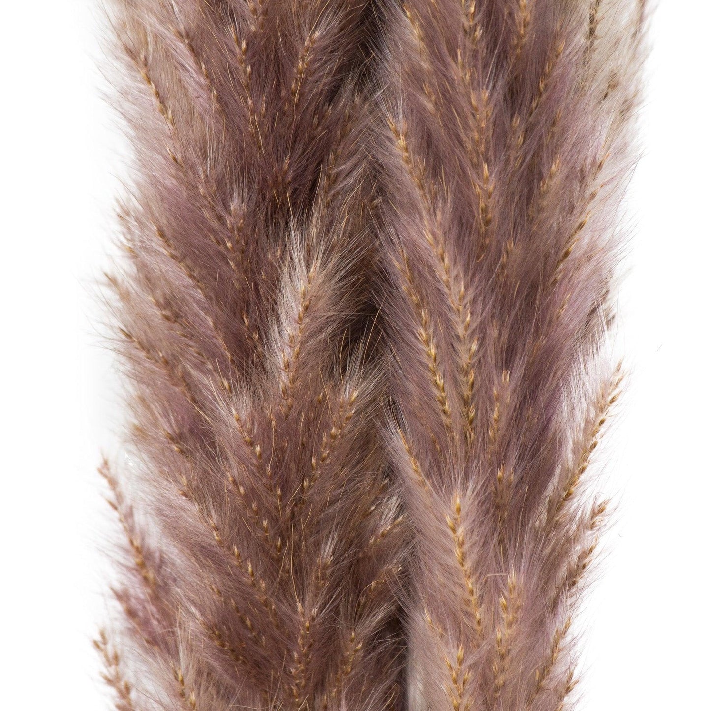 Mini Natural Pampas Grass Bunch of 15 - Eudemonia Home Goods