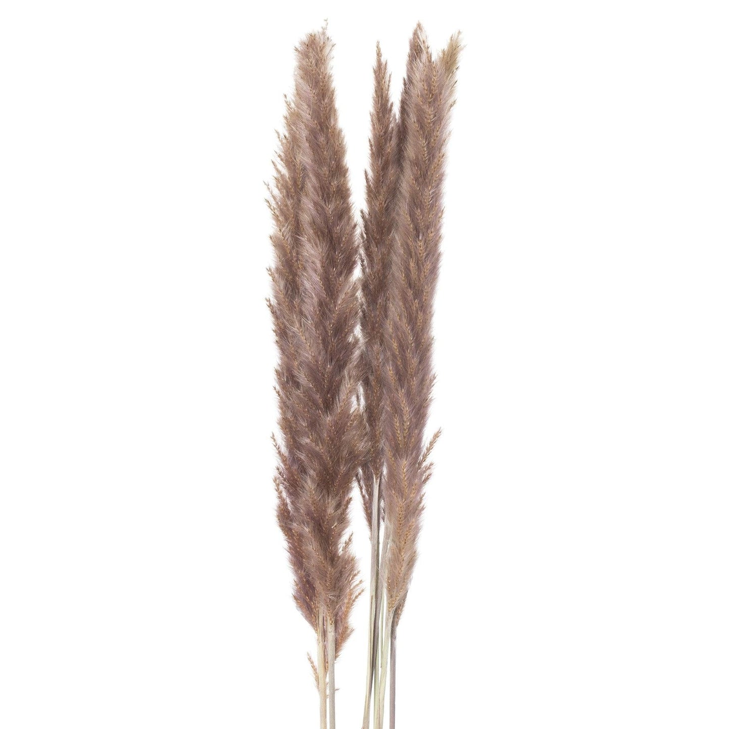 Mini Natural Pampas Grass Bunch of 15 - Eudemonia Home Goods