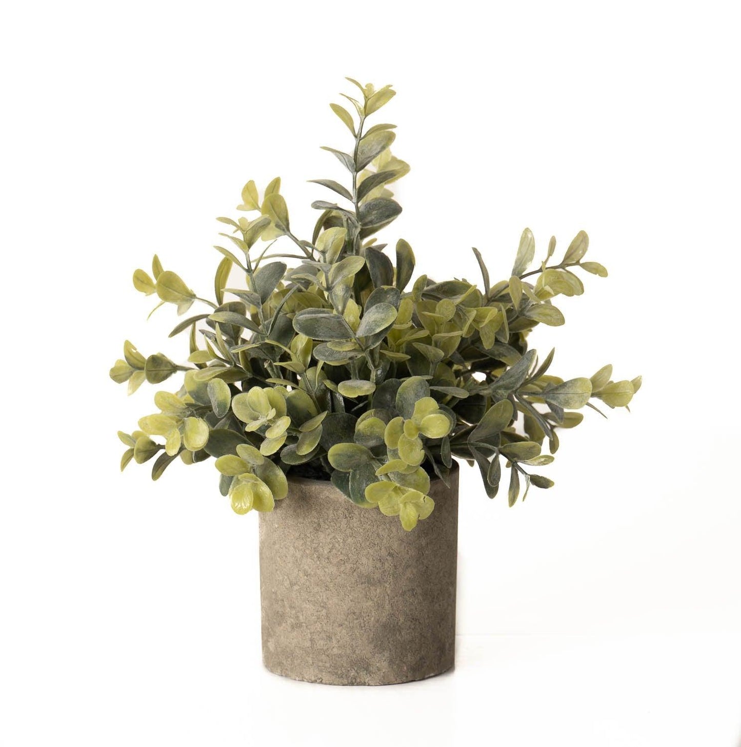 Eucalyptus Plant In Stone Effect Pot - Eudemonia Home Goods