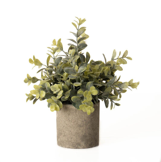 Eucalyptus Plant In Stone Effect Pot - Eudemonia Home Goods