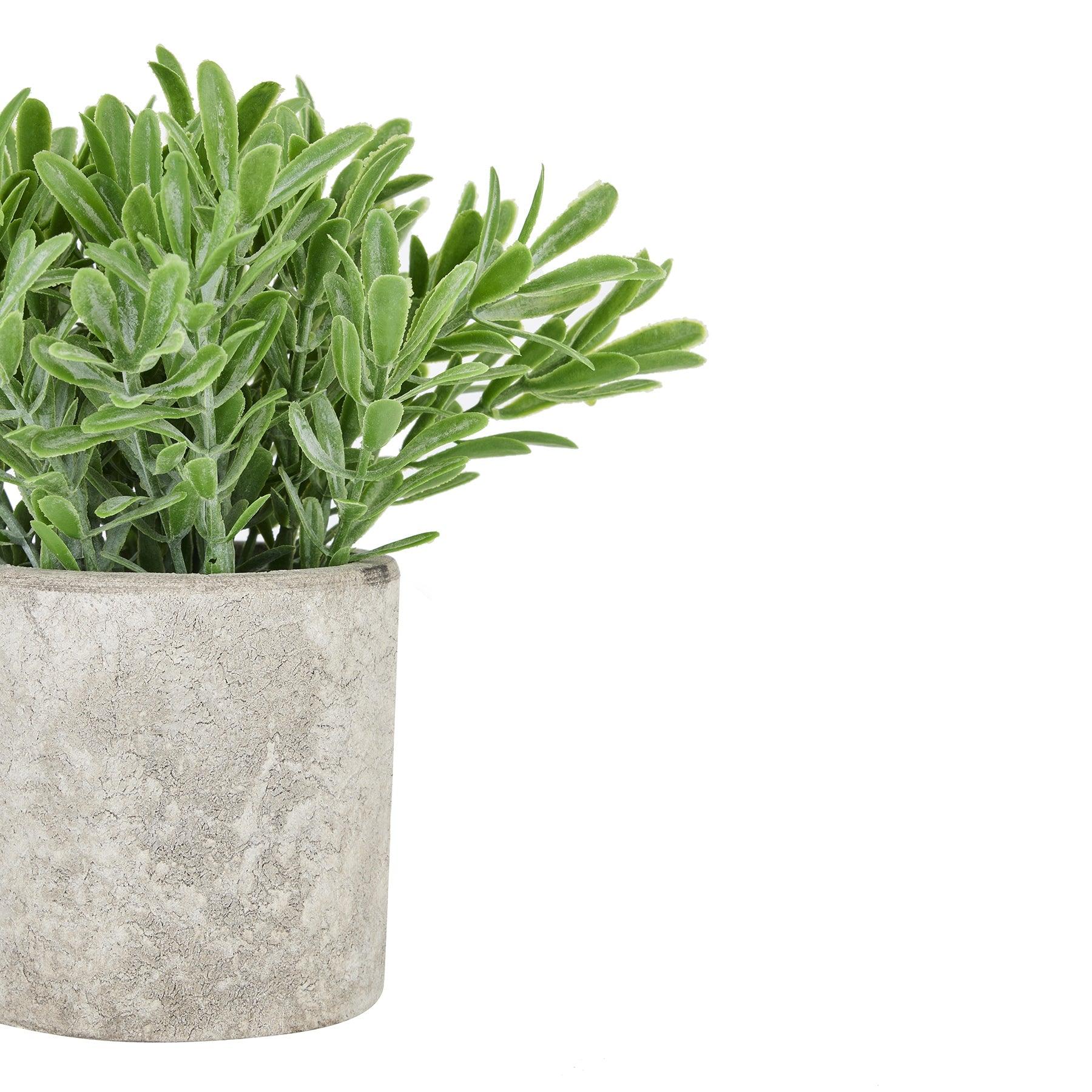 Buxus Plant In Stone Effect Pot - Eudemonia Home Goods