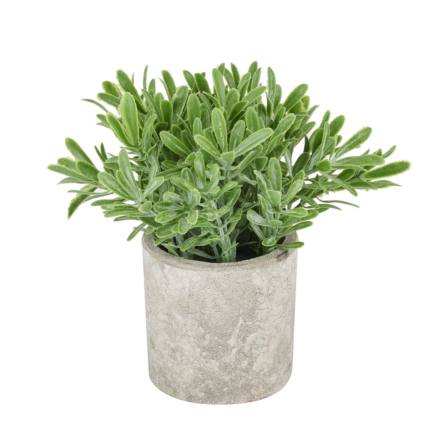 Buxus Plant In Stone Effect Pot - Eudemonia Home Goods