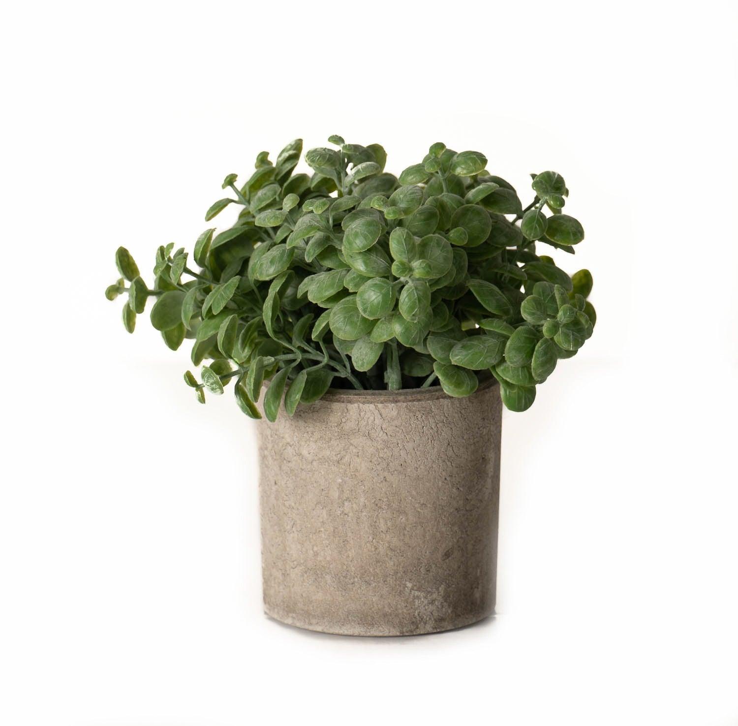 Basil Plant In Stone Effect Pot - Eudemonia Home Goods